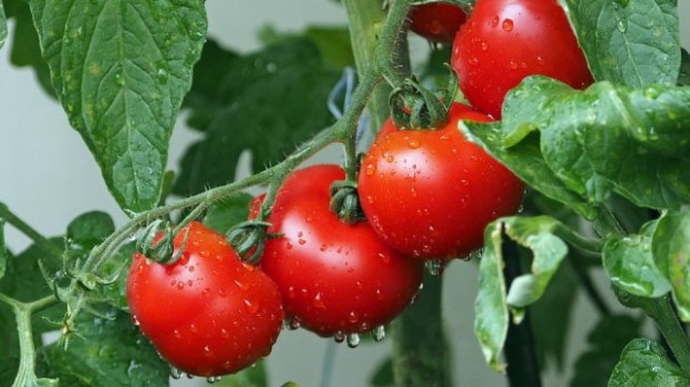 Знаехте ли, че доматите имат антибактериално действие и намаляват риска от рак?